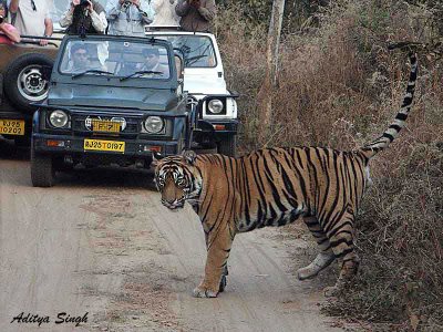 tiger safari
