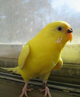 Sonny the sunny yellow parakeet