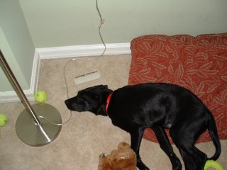 Some dogs like playing with an old tennis ball, or 2, or 13