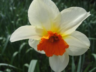 "Bunga Narcissus"