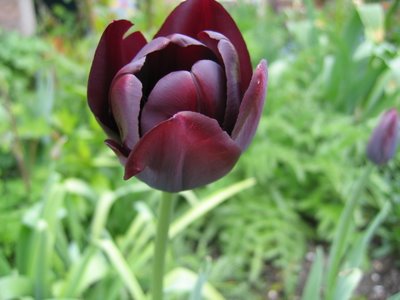 "Tulip Hitam"