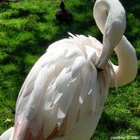 flamingo 2006