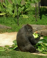 gorilla 2006