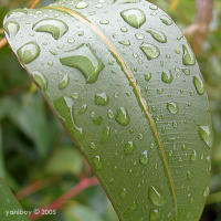 raindrops on gum leaf