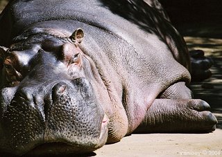 hippo 2006