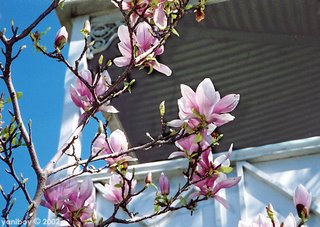 magnolia 2002