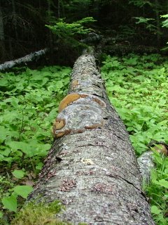 Cool fungus on fallen tree