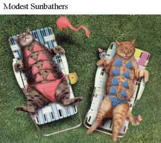 Modest Sunbathing Cats (sunbathers)