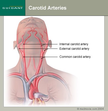 Где находится сонная артерия слева. Расположение сонной артерии на шее у человека. Левая Сонная артерия кровоснабжает.