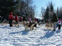 The dogsled teams