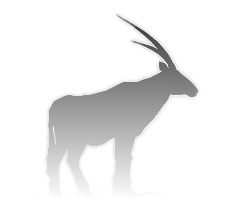 Arabian Oryx - the Qatar Perl Mongers' logo