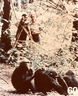 Jane Goodall and chimps, Vanne Morris-Goodall 1977