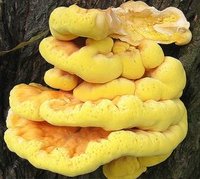 Sulphur Shelf mushroom