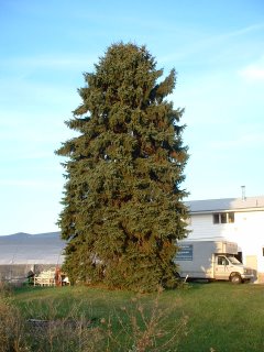 one towering pine, one of kind on our property