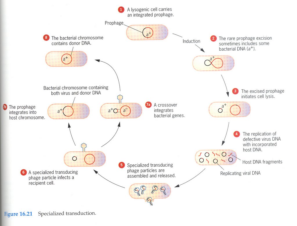 How Plasmid/Virus Integrate Into The Bacterial Genome + Recombination