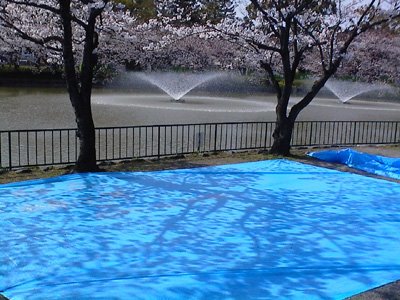 Reserved! Blue tarpaulins at Nagoya Castle Park
