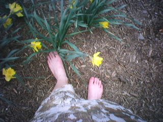 bare feet and daffodils
