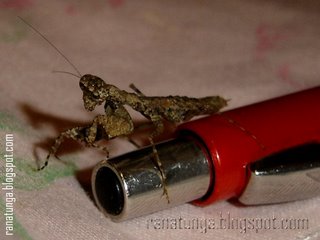 Prating Mantis with pen for size comparison
