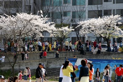 Cherry blossoms in Seoul.