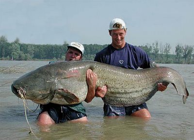 Wow, What a Big Fish