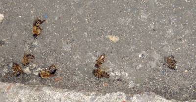 dead wasps