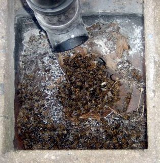 drain full of wasps after the first massacre