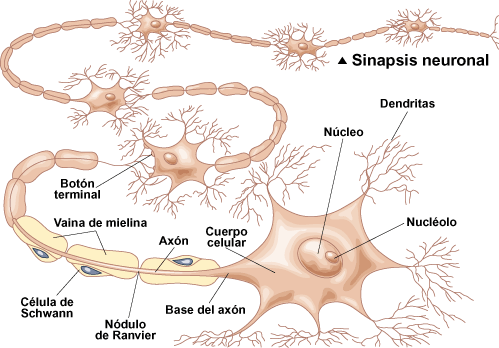 La sinapsis: Las Neuronas y el Sistema Nervioso