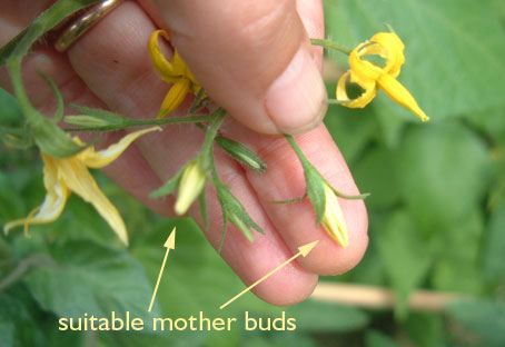 These two buds both make good pollination candidates, subject to the 