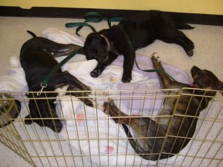 Puppies Available for Adoption through Denkai Animal Sanctuary