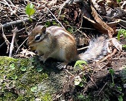 One of many squirrels along the walking trail - May 9, 2006