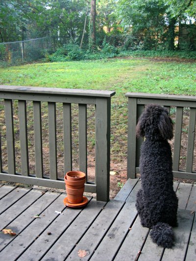 Spenser, sitting on the deck