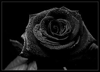 I Love My Black Rose!