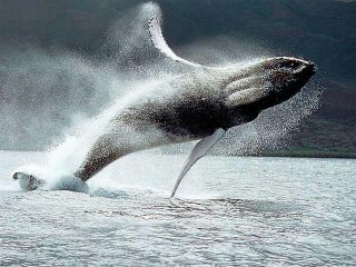 hump whale breeching!