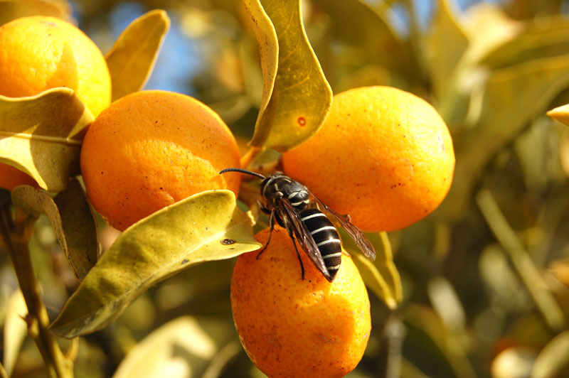 Bee On Orange