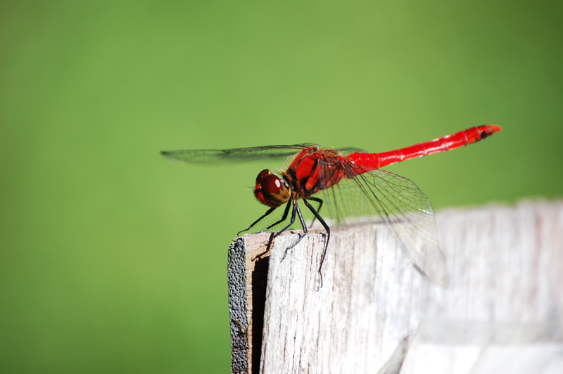 Red Dragonfly #1