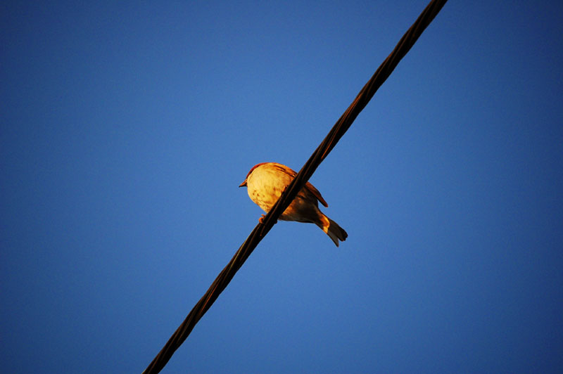 Evening Sparrow
