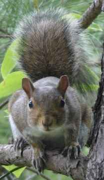Pet Pictures: Sciurophobia - Fear of Squirrels - A Picture of a Squirrel