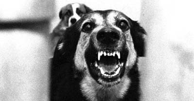 Pet Pictures: A Dog Barking