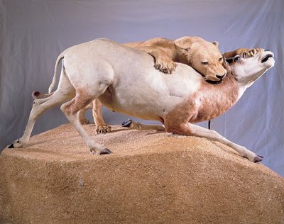 Lion attacking antelope, taxidermic diorama from the Muséum d'Histoire naturelle