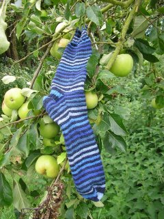 sock on tree