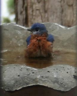 bluebirds in bath
