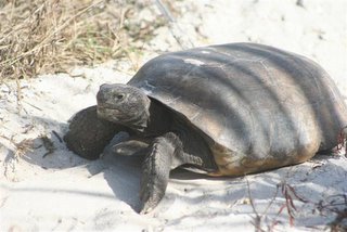 don pedro island turtle
