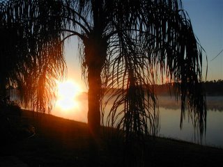 sunrise through palm tree