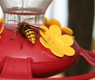 bee on hummingbird feeder