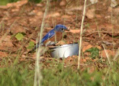 bluebirds eating mealworms