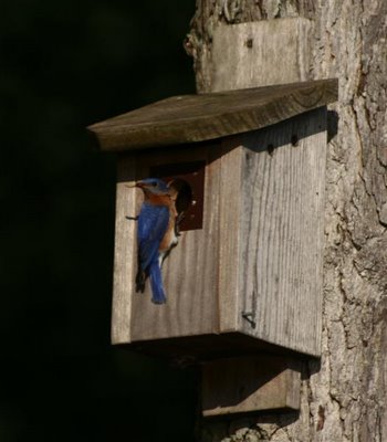 bluebird feeding babies