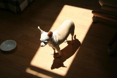 chihuahua in sun