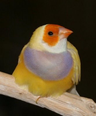 orange head purple breast female gouldian finch