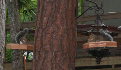squirrels on feeders