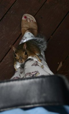 squirrel climbing leg